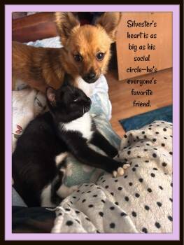 Rescue Domestic Short Hair Cats for Adoption in Winston-salem, North Carolina - One Part Gentleman, Two Parts Goofball—Silvester’s Love Is Huge, | PetCurious