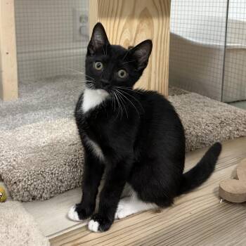 Astor -  Domestic Short Hair Cat for Adoption in Toledo, Ohio - Astor | PetCurious