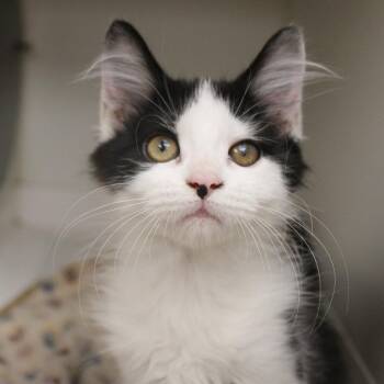 Suzuki -  Domestic Short Hair Cat for Adoption in Champaign, Illinois - Suzuki | PetCurious