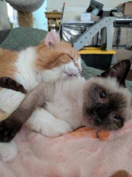 Suede -  Siamese and Domestic Short Hair Cat for Adoption in San Antonio, Texas - Suede | PetCurious