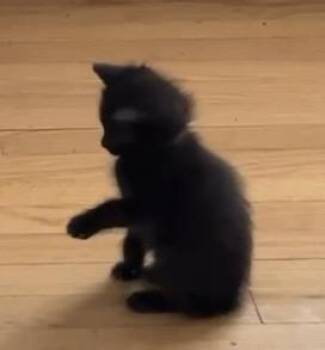 Domestic Short Hair Cats Available for Adoption in Port Washington, Wisconsin - Mackerel  | PetCurious