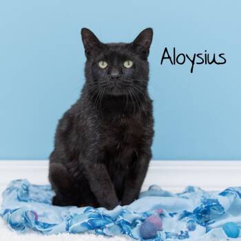Rescue Domestic Short Hair Cats for Adoption in Pekin, Illinois - Aloysius | PetCurious