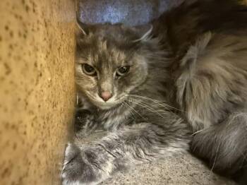 Domestic Medium Hair Cats Available for Adoption in Kent, Washington - PETUNIA | PetCurious