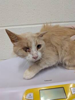 A534278 -  Domestic Long Hair Cat for Adoption in St. Peters, Missouri - A534278 | PetCurious