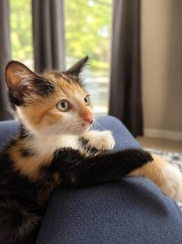 Medley -  Calico Cat for Adoption in Johnson City, Tennessee - Medley | PetCurious