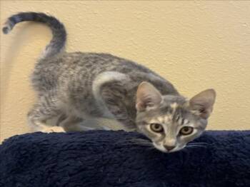 *CUDDLEBUG -  Domestic Short Hair Cat for Adoption in Woodland, California - *CUDDLEBUG | PetCurious