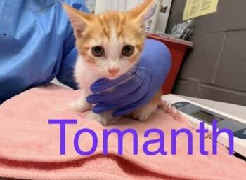 Tomantha -  Domestic Short Hair Cat for Adoption in Fort Worth, Texas - Tomantha | PetCurious