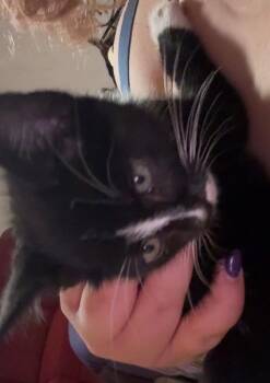 Handsome -  Domestic Short Hair Cat for Adoption in Pomona, New York - Handsome | PetCurious