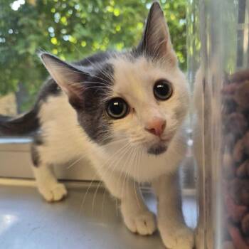 Dancing In Mirror -  Domestic Short Hair Cat for Adoption in Davenport, Iowa - Dancing In Mirror | PetCurious