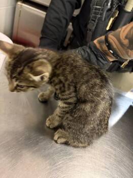Alfredo -  Domestic Short Hair Cat for Adoption in Cincinnati, Ohio - Alfredo | PetCurious