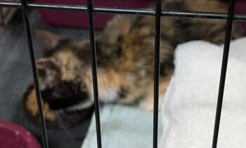 Rescue Domestic Medium Hair Cats for Adoption in Saint Clairsville, Ohio - Tilly | PetCurious