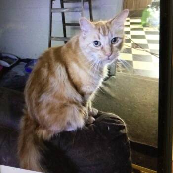 Chubbs -  Domestic Long Hair Cat for Adoption in Bristol, Indiana - Chubbs | PetCurious
