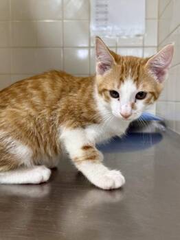 Echo -  Domestic Short Hair Cat for Adoption in San Antonio, Texas - Echo | PetCurious