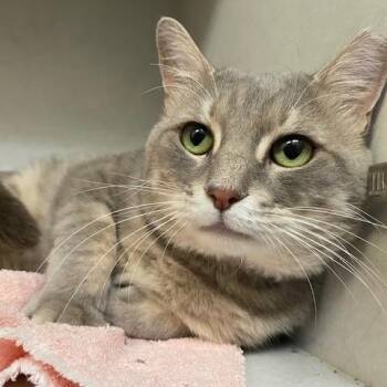Benny -  Domestic Short Hair Cat for Adoption in Dayton, Ohio - Benny | PetCurious