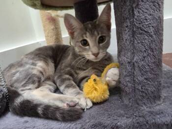 Felicity -  Dilute Tortoiseshell and American Shorthair Cat for Adoption in Magnolia Springs, Alabama - Felicity | PetCurious