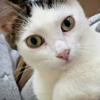 Francis -  Domestic Short Hair Cat for Adoption in Los Angeles, California - Francis | PetCurious