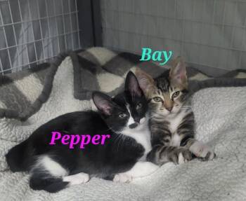 Domestic Short Hair Cats Available for Adoption - Bay | PetCurious