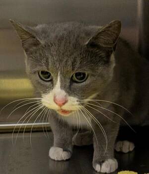Domestic Short Hair Cats Available for Adoption - Shamrock | PetCurious