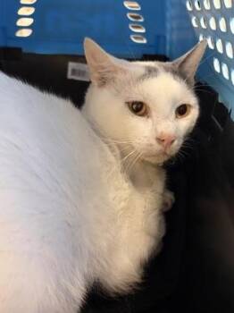 Balerion -  Domestic Short Hair Cat for Adoption in West Chester, Pennsylvania - Balerion | PetCurious