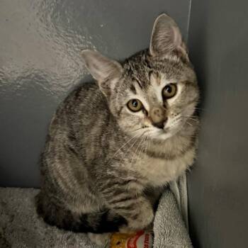 Domestic Short Hair Cats Available for Adoption in Kyle, Texas - JUBILEE | PetCurious