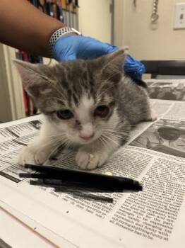 Rescue Domestic Short Hair Cats for Adoption in Long Beach, California - RECORD | PetCurious