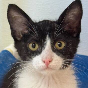 Tokyo Drift -  Domestic Short Hair Cat for Adoption in Decatur, Georgia - Tokyo Drift | PetCurious