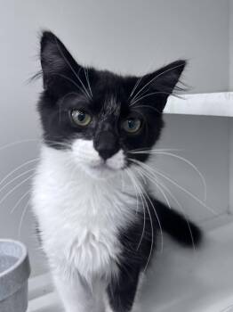 Sylvester -  Domestic Short Hair Cat for Adoption in Hazlet, New Jersey - Sylvester | PetCurious