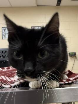 Domestic Short Hair Cats Available for Adoption in Aliquippa, Pennsylvania - PUFFIN | PetCurious
