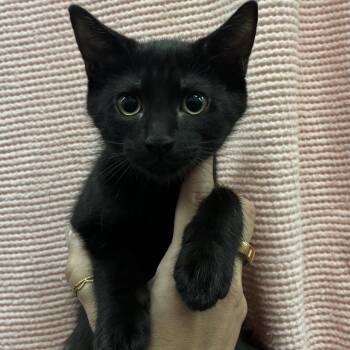 Domestic Short Hair Cats Available for Adoption in Sonoma, California - Jiji | PetCurious