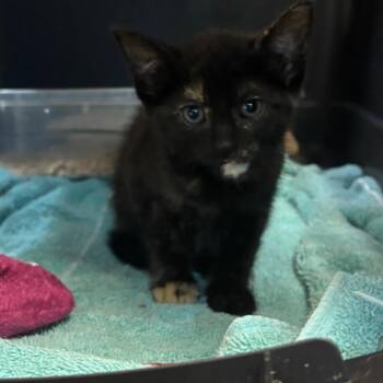 Sirrachi -  Domestic Short Hair Cat for Adoption in Hinesville, Georgia - Sirrachi | PetCurious