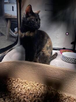 Solobina -  Domestic Short Hair Cat for Adoption in Ferndale, Michigan - Solobina | PetCurious