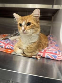 Fanta -  Domestic Medium Hair Cat for Adoption in Hilton Head Island, South Carolina - Fanta | PetCurious