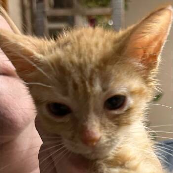 Rescue Domestic Short Hair Cats for Adoption in Austin, Texas - Lemon JW | PetCurious