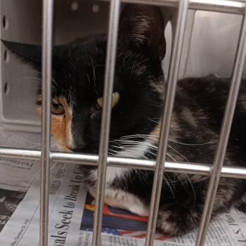 Domestic Short Hair Cats Available for Adoption - Nadene | PetCurious