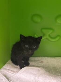 BINX -  Domestic Short Hair Cat for Adoption in Conroe, Texas - BINX | PetCurious