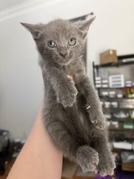 Firefly -  American Shorthair Cat for Adoption in Paulina, Louisiana - Firefly | PetCurious