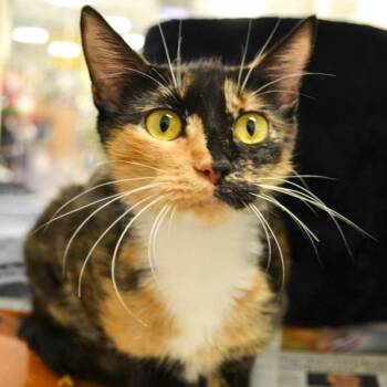 Shadow -  Domestic Short Hair Cat for Adoption in Des Moines, Iowa - Shadow | PetCurious