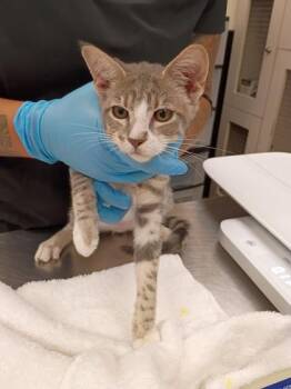 Bob -  Domestic Short Hair Cat for Adoption in Palm Coast, Florida - Bob | PetCurious