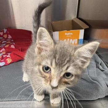 Lisbon -  Domestic Short Hair Cat for Adoption in Liberty, Missouri - Lisbon | PetCurious
