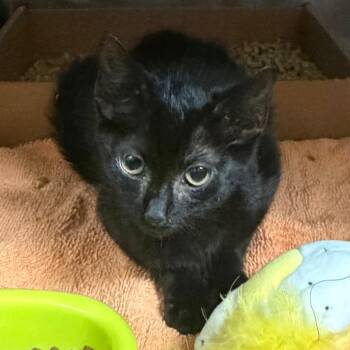 Pecan -  Domestic Short Hair Cat for Adoption in Nashville, Tennessee - Pecan | PetCurious