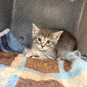 Willow 26-06-008 -  Domestic Short Hair Cat Available for Adoption in Bastrop, Texas - Willow 26-06-008 | PetCurious