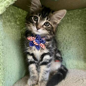 Bom Bom Argo -  Domestic Medium Hair Cat for Adoption in Eagle Mountain, Utah - Bom Bom Argo | PetCurious
