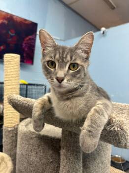 Rescue Domestic Short Hair Cats for Adoption in West Mifflin, Pennsylvania - Chevy | PetCurious