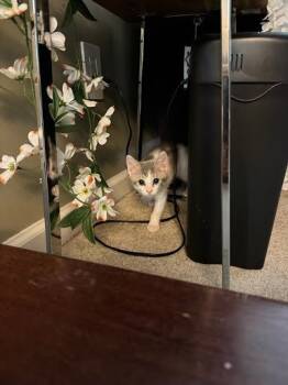 Rescue Domestic Medium Hair and Domestic Short Hair Cats for Adoption in Chamblee, Georgia - Chippi | PetCurious