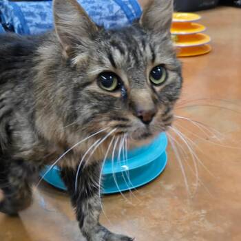 Maine Coon and Domestic Long Hair Cats Available for Adoption - Ziggy | PetCurious