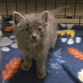 Chase -  Domestic Medium Hair Cat for Adoption in Brownsboro, Alabama - Chase | PetCurious