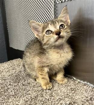 HOPE -  Domestic Short Hair Cat for Adoption in Killeen, Texas - HOPE | PetCurious
