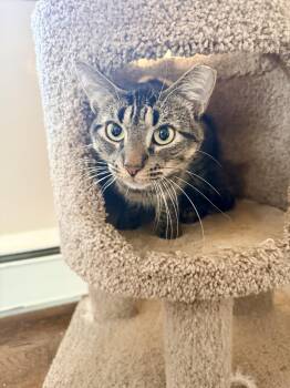 Huey -  Domestic Short Hair Cat for Adoption in Bellmawr, New Jersey - Huey | PetCurious