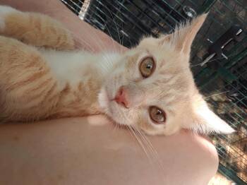 Lemonjello -  Domestic Short Hair Cat for Adoption in Millerton, Pennsylvania - Lemonjello | PetCurious