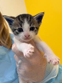 Elliott -  Domestic Short Hair Cat for Adoption in Raleigh, North Carolina - Elliott | PetCurious